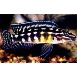 Julidochromis Marlieri 4-6cm lot de 5