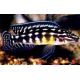 Julidochromis Marlieri 4-6cm