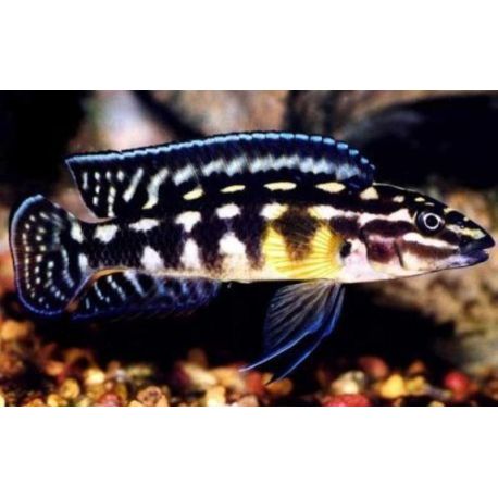 Julidochromis Marlieri 4-6cm