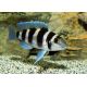 Neolamprologus tretocephalus 5-7cm lot de 2