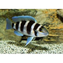 Neolamprologus tretocephalus 5-7cm lot de 2