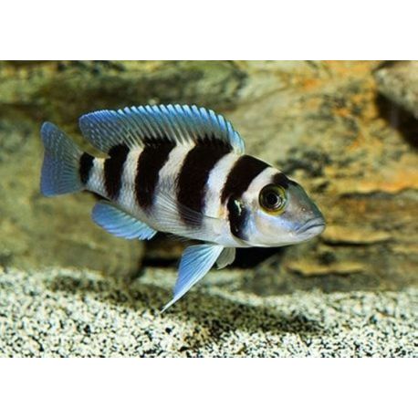 Neolamprologus tretocephalus 5-7cm lot de 2