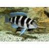 Neolamprologus tretocephalus 5-7cm