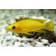 Lamprologus Leleupi 4-5cm lot de 2