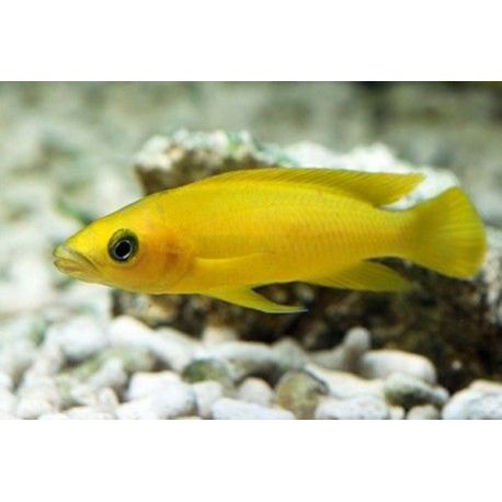 Lamprologus Leleupi 4-5cm lot de 2