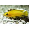 Lamprologus Leleupi 4-5cm lot de 2