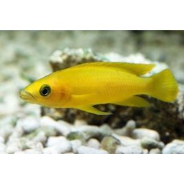 Lamprologus Leleupi 4-5cm 