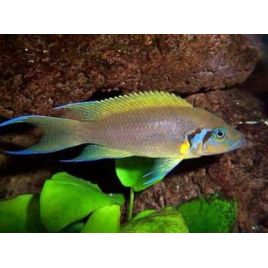 Lamprologus dafodil 4-5cm lot de 5 