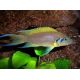 Lamprologus dafodil 4-5cm