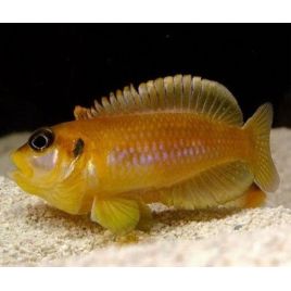 Lamprologus Ocellatus Orange 2-3cm lot de 5