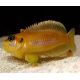 Lamprologus Ocellatus Orange 2-3cm