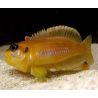 Lamprologus Ocellatus Orange 2-3cm