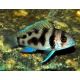 Cyphotilapia Frontosa Black widow 3-4cm lot de 2