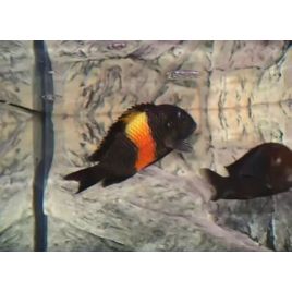 Tropheus Moorii orange bemba 5-6 cm lot de 2