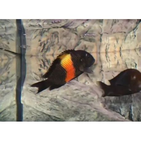 Tropheus Moorii orange bemba 5-6 cm lot de 2