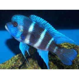 Cyphotilapia Frontosa mpimbwe XL lot de 2