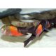 Tropheus Moorii orange bemba 5-6 cm