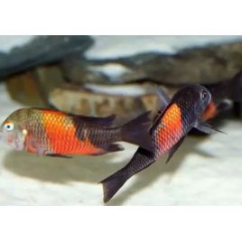 Tropheus Moorii orange bemba 5-6 cm