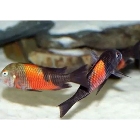 Tropheus Moorii orange bemba 5-6 cm