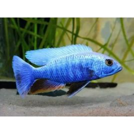Sciaenochromis fryeri 12-15cm le couple