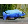 Sciaenochromis Fryeri 8-9 cm le couple
