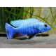 Sciaenochromis fryeri 7-8 cm le couple