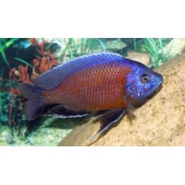 Copadichromis Borleyi Kadango Red le couple 10-12 cm 