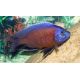 Copadichromis Borleyi Kadango Red 6-8 cm 27,50 €