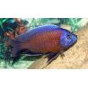 Copadichromis Borleyi Kadango Red 8-10 cm