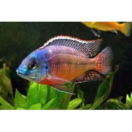 Protomelas taeniolatus boadzulu mâle full color 10cm