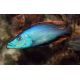 Dimidiochromis Compressiceps 7-9 cm les 2