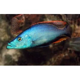 Dimidiochromis Compressiceps 7-9 cm
