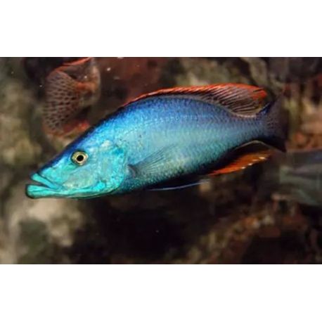 Dimidiochromis Compressiceps 7-9 cm les 2