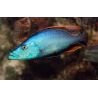 Dimidiochromis Compressiceps 7-9 cm les 2