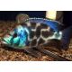 Nimbochromis Livingstoni 4-5 cm 8,50 €