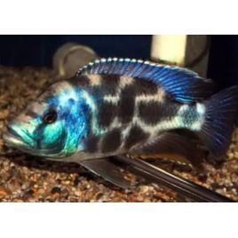 Nimbochromis Livingstoni 4-5 cm