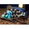 Nimbochromis livingstonii le couple 7-9 cm               