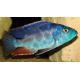 Haplochromis polistigma 4-6 cm