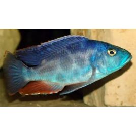 Haplochromis polistigma 4-6 cm