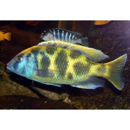 Nimbochromis venustus 6-8 cm lot de 2
