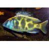 Nimbochromis venustus 6-8 cm lot de 2