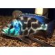 Nimbochromis livingstoni 4-6cm lot de 2