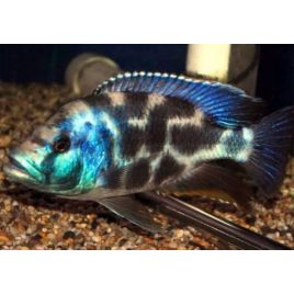 Nimbochromis livingstoni 4-6cm lot de 2