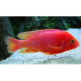 Aulonocara Sp FireFish 10-12 cm le couple- superbes