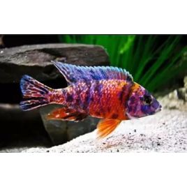 Aulonocara Blotched red le couple 7-8cm