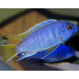 Pseudotropheus Acei Chinteche 6-8 cm