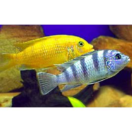Maylandia lombardoi 6-8cm
