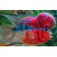 Flower Horn red/Blue12-15 cm grade AAA