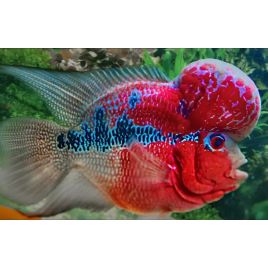 Flower Horn red/Blue12-15 cm grade AAA