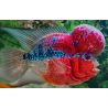Flower Horn red/Blue  12-15 cm grade AAA